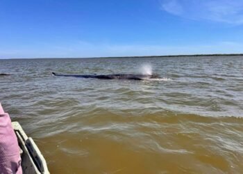 La salvaron contra reloj: así liberaron a una ballena varada en Nayarit tras intensa operación