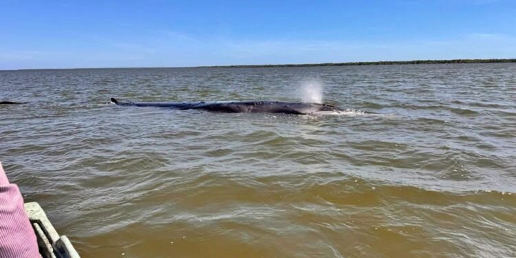 La salvaron contra reloj: así liberaron a una ballena varada en Nayarit tras intensa operación