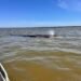 La salvaron contra reloj: así liberaron a una ballena varada en Nayarit tras intensa operación