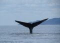 Las ballenas también ganaron: cancelan decreto en Loreto en Baja California Sur