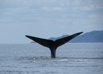 Las ballenas también ganaron: cancelan decreto en Loreto en Baja California Sur