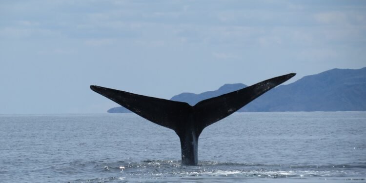 Las ballenas también ganaron: cancelan decreto en Loreto en Baja California Sur