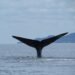 Las ballenas también ganaron: cancelan decreto en Loreto en Baja California Sur
