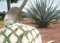 México ya tiene Día Nacional del Tequila; esta fecha será celebrado