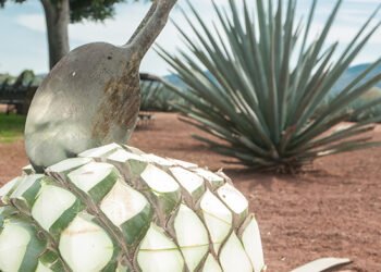 México ya tiene Día Nacional del Tequila; esta fecha será celebrado