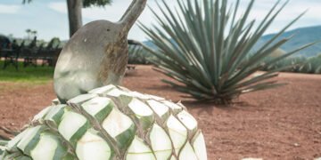 México ya tiene Día Nacional del Tequila; esta fecha será celebrado