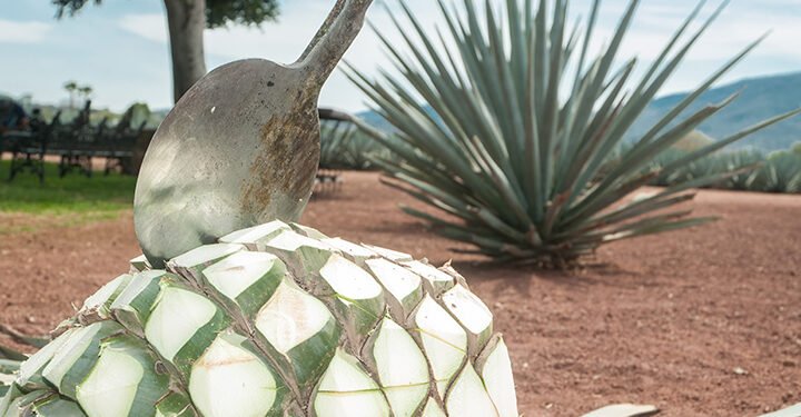 México ya tiene Día Nacional del Tequila; esta fecha será celebrado