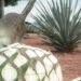 México ya tiene Día Nacional del Tequila; esta fecha será celebrado