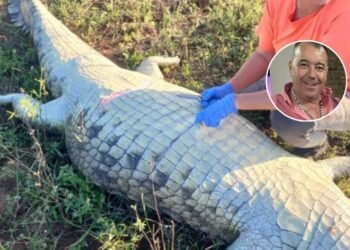 ¡De terror! Hallan a empresario desaparecido… en el estómago de un cocodrilo