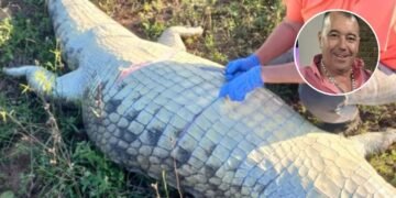 ¡De terror! Hallan a empresario desaparecido… en el estómago de un cocodrilo