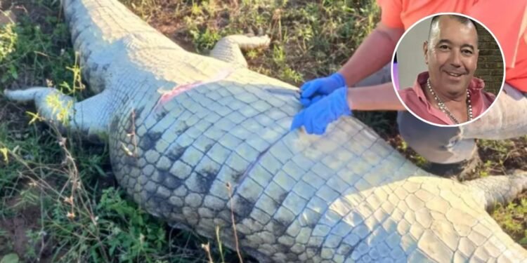 ¡De terror! Hallan a empresario desaparecido… en el estómago de un cocodrilo