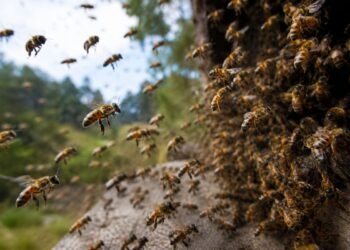 Derribo de tanque termina en caos: enjambre de abejas africanizadas ataca a trabajadores de CAPA