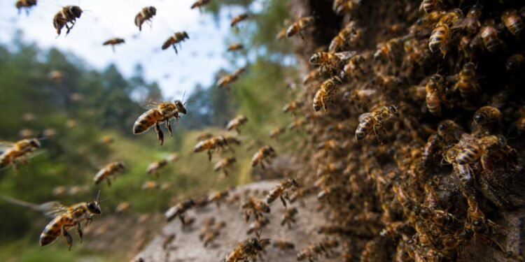 Derribo de tanque termina en caos: enjambre de abejas africanizadas ataca a trabajadores de CAPA