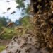 Derribo de tanque termina en caos: enjambre de abejas africanizadas ataca a trabajadores de CAPA