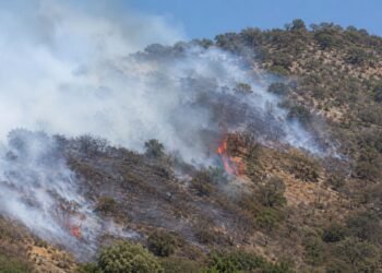 ¿Calor extremo e incendios? El fuego avanza en México y estos estados ya viven la peor parte