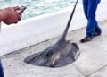 Indigna a ciudadanos captura y destazamiento de mantarraya de 25 kilos en bahía de Chetumal