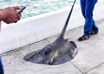 Indigna a ciudadanos captura y destazamiento de mantarraya de 25 kilos en bahía de Chetumal