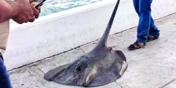 Indigna a ciudadanos captura y destazamiento de mantarraya de 25 kilos en bahía de Chetumal