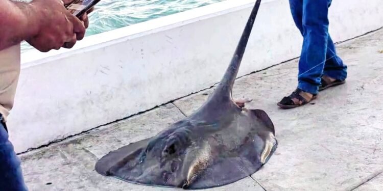Indigna a ciudadanos captura y destazamiento de mantarraya de 25 kilos en bahía de Chetumal