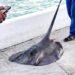 Indigna a ciudadanos captura y destazamiento de mantarraya de 25 kilos en bahía de Chetumal