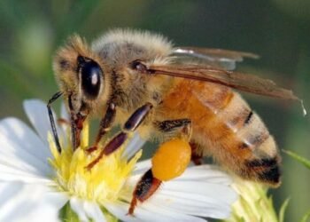 Quintana Roo y el IMPI blindan a la miel de melipona, la abeja sin aguijón que produce “oro líquido”