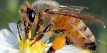 Quintana Roo y el IMPI blindan a la miel de melipona, la abeja sin aguijón que produce “oro líquido”
