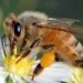 Quintana Roo y el IMPI blindan a la miel de melipona, la abeja sin aguijón que produce “oro líquido”