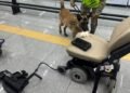 Frenan silla de ruedas en el AICM por ir muy “tuneada”… pero con cocaína. Así lo descubrieron