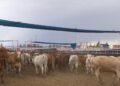 Estos animales ya no podrán ingresar a México de EU ante amenaza de gusano barrenador