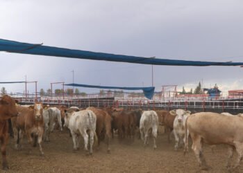 Estos animales ya no podrán ingresar a México de EU ante amenaza de gusano barrenador