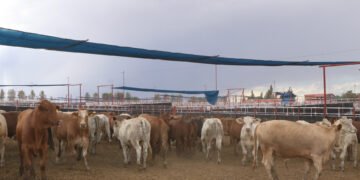 Estos animales ya no podrán ingresar a México de EU ante amenaza de gusano barrenador