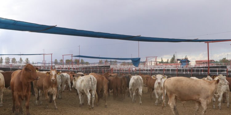 Estos animales ya no podrán ingresar a México de EU ante amenaza de gusano barrenador