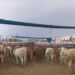 Estos animales ya no podrán ingresar a México de EU ante amenaza de gusano barrenador