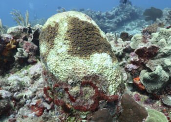 El futuro nos alcanzó: arrecifes de Quintana Roo se blanquean por temperaturas récord