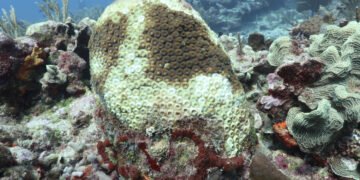 El futuro nos alcanzó: arrecifes de Quintana Roo se blanquean por temperaturas récord