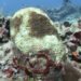 El futuro nos alcanzó: arrecifes de Quintana Roo se blanquean por temperaturas récord
