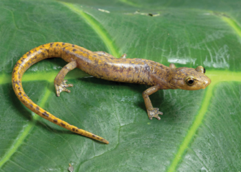 La naturaleza aún guarda secretos; descubren tres nuevas especies de salamandras en México