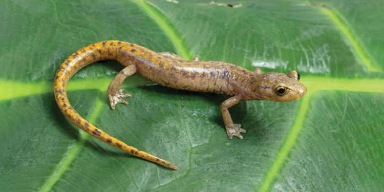 La naturaleza aún guarda secretos; descubren tres nuevas especies de salamandras en México