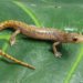 La naturaleza aún guarda secretos; descubren tres nuevas especies de salamandras en México