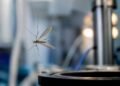 Atrapan insectos con sonido y sin tocarlos; el desarrollo mexicano que cruza fronteras