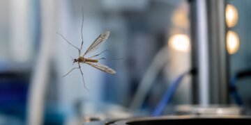 Atrapan insectos con sonido y sin tocarlos; el desarrollo mexicano que cruza fronteras