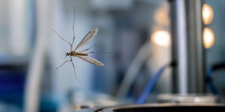 Atrapan insectos con sonido y sin tocarlos; el desarrollo mexicano que cruza fronteras
