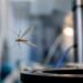 Atrapan insectos con sonido y sin tocarlos; el desarrollo mexicano que cruza fronteras