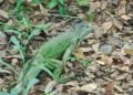 Rescatadas una a una, 19 iguanas vuelven a recorrer manglares mexicanos