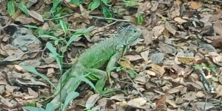 Rescatadas una a una, 19 iguanas vuelven a recorrer manglares mexicanos