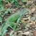Rescatadas una a una, 19 iguanas vuelven a recorrer manglares mexicanos