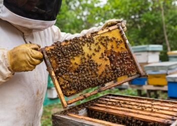 Chetumal se alista para el mayor encuentro apícola del año; reunirá a expertos y productores de varios países