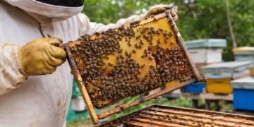 Chetumal se alista para el mayor encuentro apícola del año; reunirá a expertos y productores de varios países