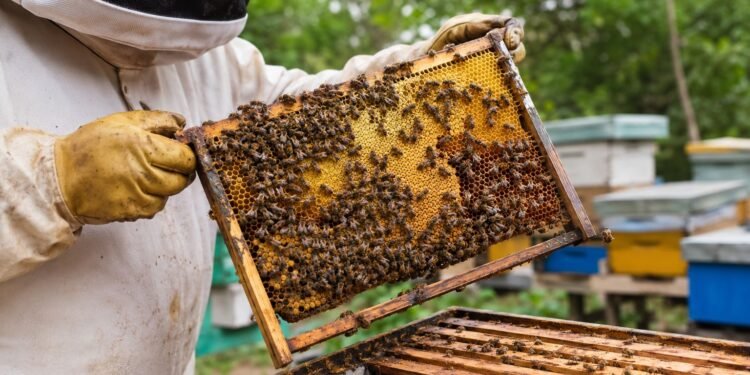 Chetumal se alista para el mayor encuentro apícola del año; reunirá a expertos y productores de varios países