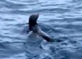 ¿Qué hacía un lobo fino de Galápagos en México? Así fue el rescate que movilizó a expertos y autoridades